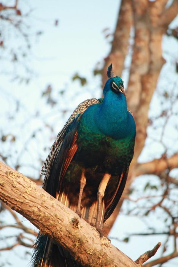 Vividearth Resorts Bandipur Bagian luar foto