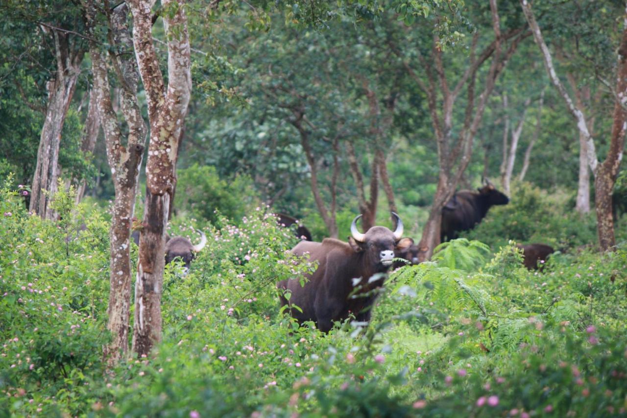 Vividearth Resorts Bandipur Bagian luar foto