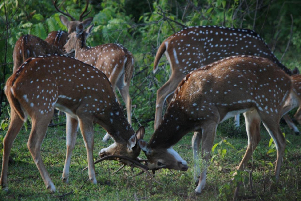 Vividearth Resorts Bandipur Bagian luar foto
