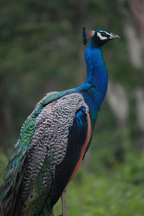 Vividearth Resorts Bandipur Bagian luar foto